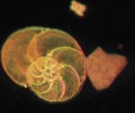 The microbiome of the Arctic planktonic foraminifera Neogloboquadrina pachyderma