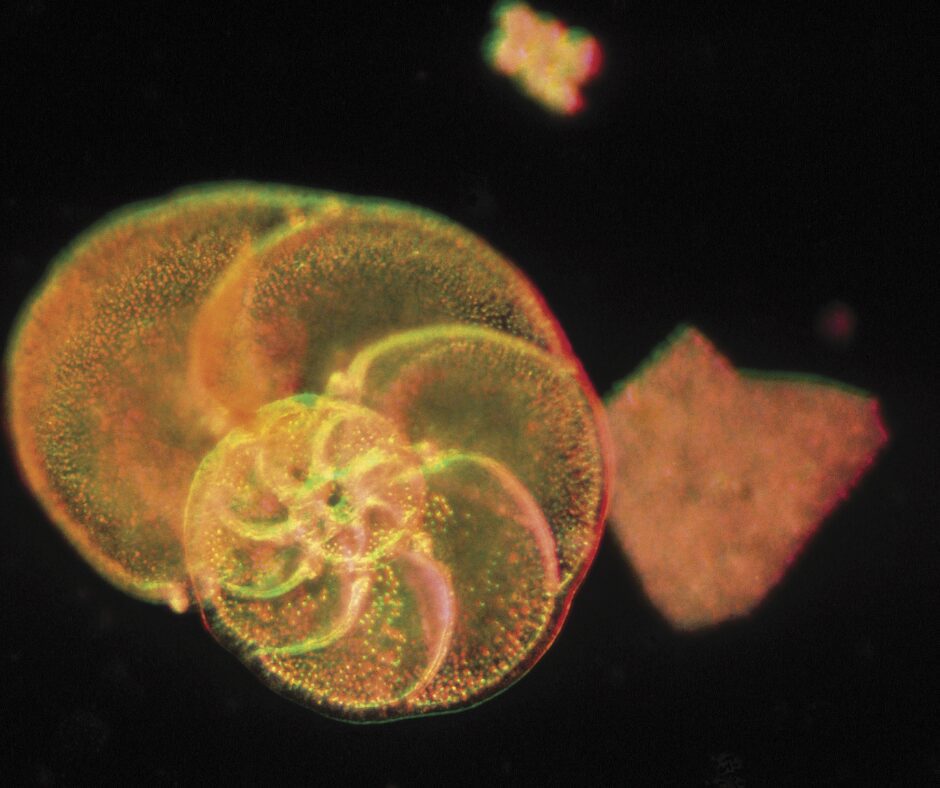 The microbiome of the Arctic planktonic foraminifera Neogloboquadrina pachyderma